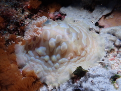 Asteronotus cespitosus