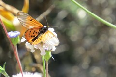 Acraea horta