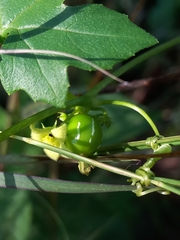 Diplocyclos palmatus
