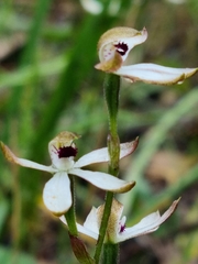 Caladenia cucullata