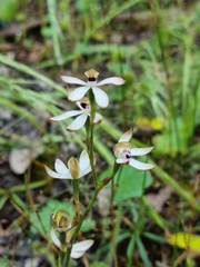 Caladenia cucullata