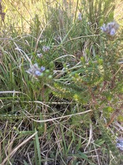 Aspalathus cephalotes