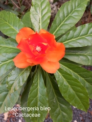 Leuenbergeria bleo