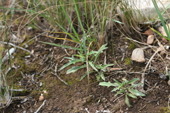 Senecio crassiusculus