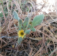 Arctotheca calendula