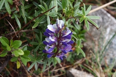 Lupinus paniculatus