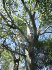 Eucalyptus grandis