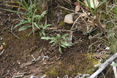Senecio crassiusculus