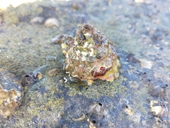 Astralium tentoriiforme