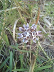 Aspalathus cephalotes