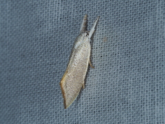 Xyloryctidae