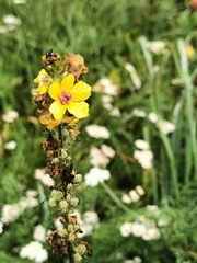 Verbascum nigrum