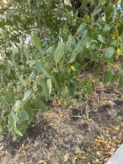 Prunus amygdalus