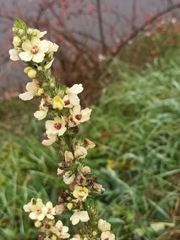 Verbascum nigrum