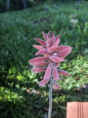 Sacoila lanceolata