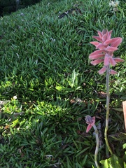 Sacoila lanceolata