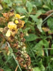 Verbascum nigrum