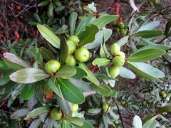Hyaenanche globosa