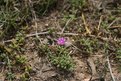 Drosanthemum candens