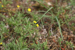 Osteospermum calendulaceum