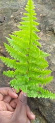 Pteridium aquilinum