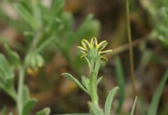 Osteospermum calendulaceum