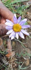 Afroaster hispidus