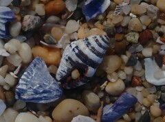 Engina zonalis