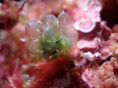 Sacoproteus smaragdinus