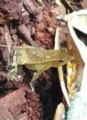 Rhinella proboscidea