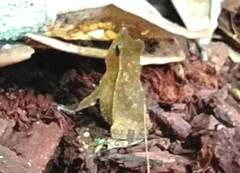 Rhinella proboscidea