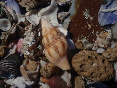 Nodopelagia brazieri