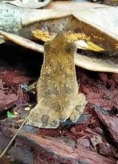 Rhinella proboscidea