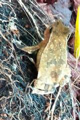 Rhinella proboscidea