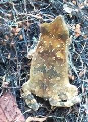 Rhinella proboscidea