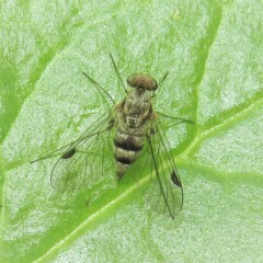 Chrysopilus