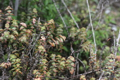 Crassula perforata perforata
