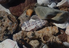 Maculotriton serriale