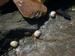 Nerita plicata
