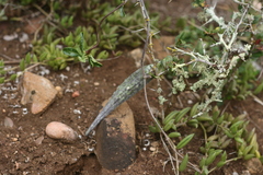 Fockea edulis
