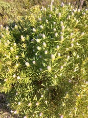 Leucadendron coniferum