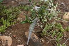 Fockea edulis