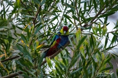 Purpureicephalus spurius