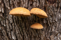 Crepidotus eucalyptorum