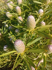 Leucadendron coniferum
