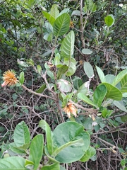 Burchellia bubalina
