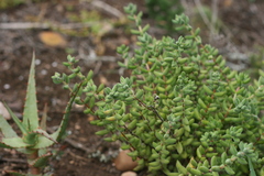 Crassula mesembryanthoides mesembryanthoides