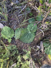 Lichtensteinia latifolia