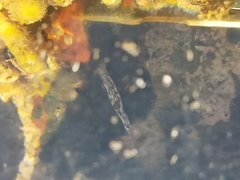 Hypselodoris jacksoni