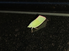 Colgaroides acuminata